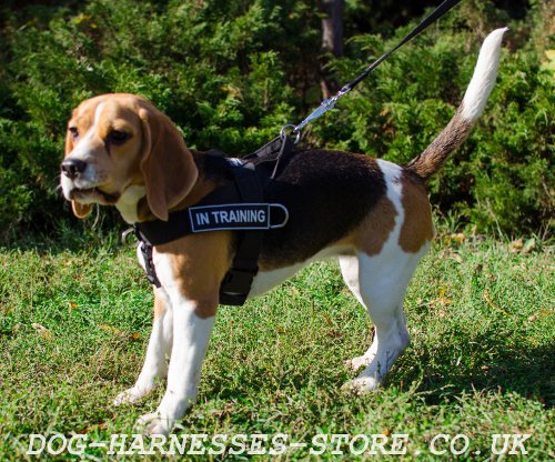 Beagle Training