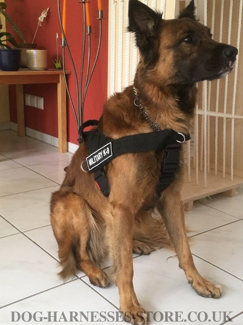 Belgian Shepherd Harness