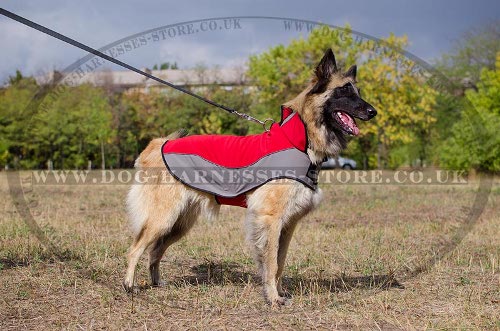 Belgian Tervuren Dog Clothes