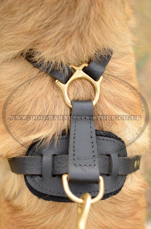 Belgian Tervuren Dog Harness