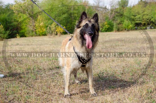 Belgian Tervuren Dog Harness