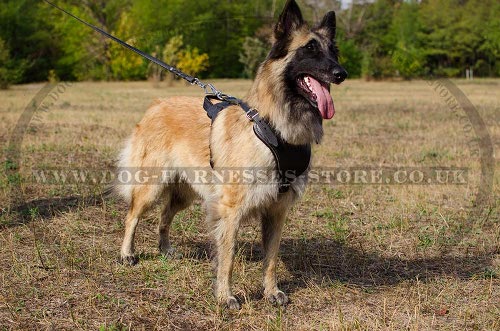 Belgian Tervuren Dog Harness