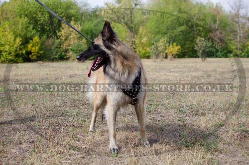 Belgian Tervuren Dog Harness