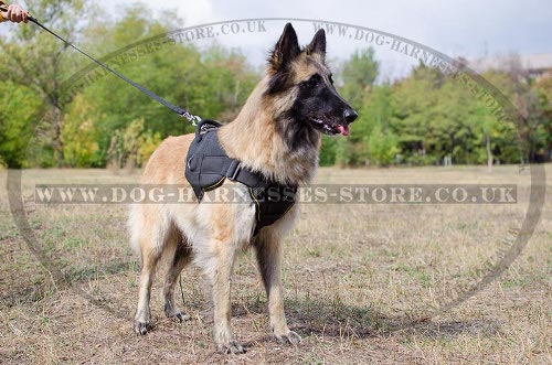 Belgian Tervuren Dog Harness