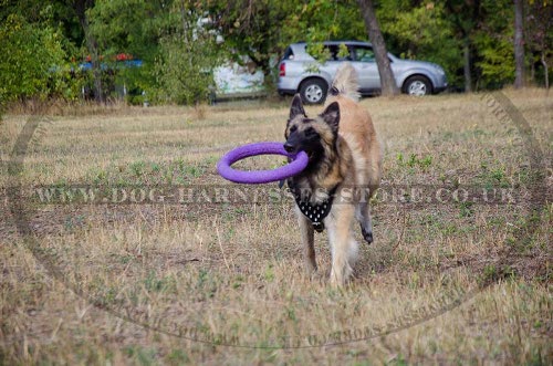 Belgian Tervuren Dog Training with Harness