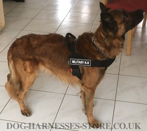 Belgian Tervuren Harness