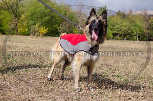 Belgian Tervuren Shepherd, Clothes