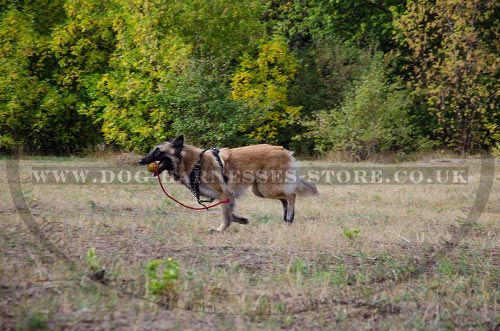Belgian Tervuren Shepherd Harness