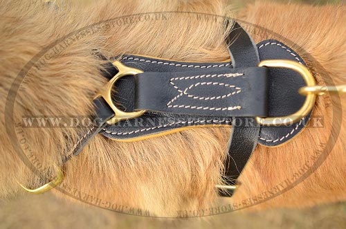 Belgian Tervuren Shepherd Harness