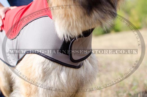 Belgian Tervuren UK, Coat