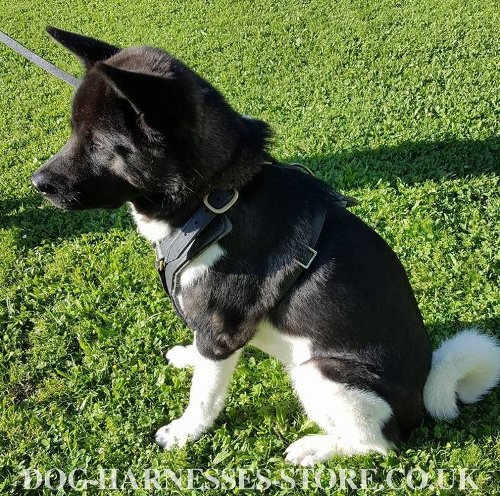 Best Akita Harness