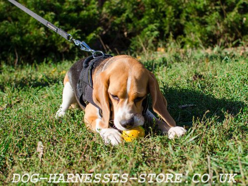 Best Beagle Harness