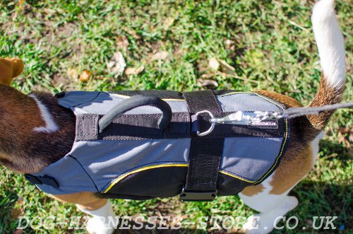 Best Beagle Harness UK