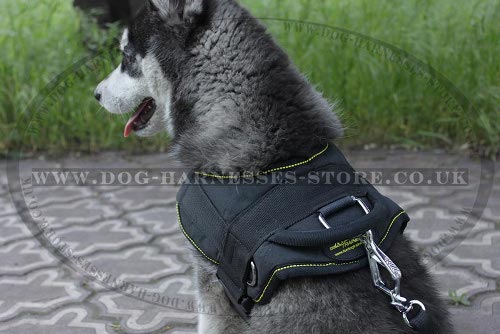 Best Dog Harness for Siberian Husky