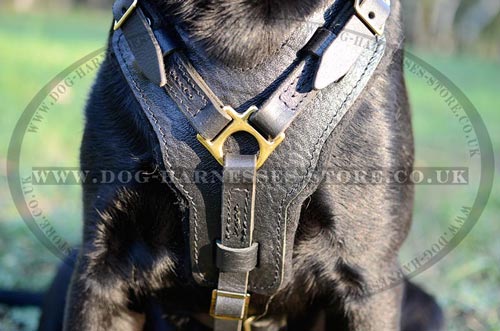 Best Dog Harness