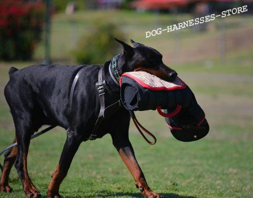 Best Dog Harness UK