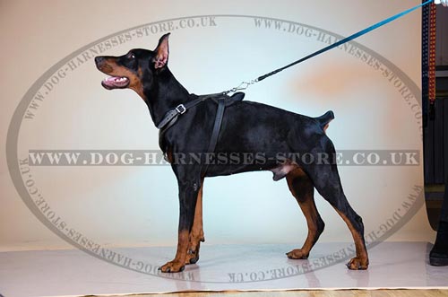 Best Dog Harness UK