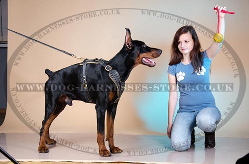 Best Dog Harness UK