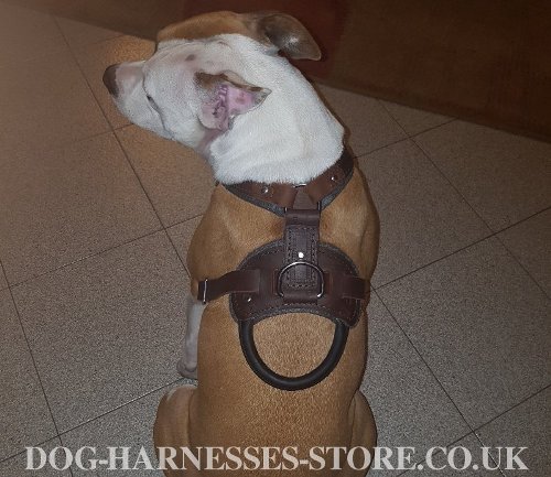 Best Harness for Amstaff