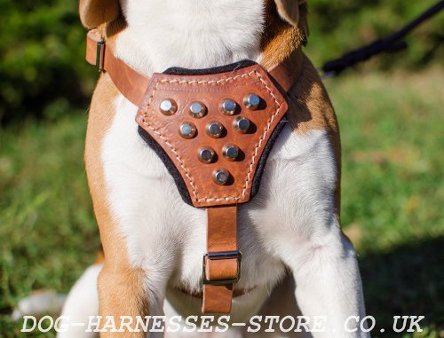 Best Harness for Beagle Puppy