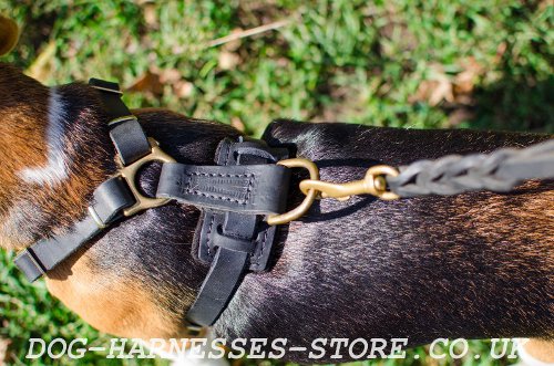 Best Harness for Beagle Puppy