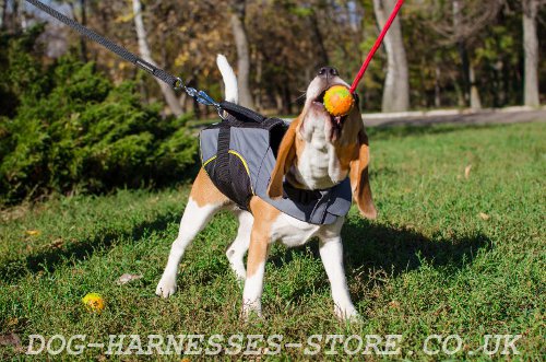 Best Harness for Beagles