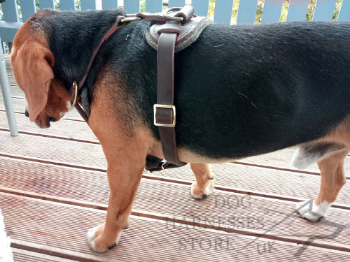 Best Harness for Beagles