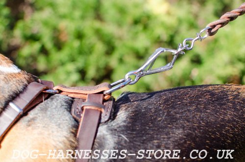 Best Harness for Beagles