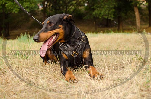 Best Harness for Doberman