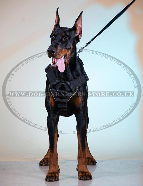 Best Harness for Doberman