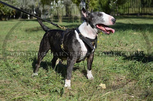 Best Harness for Bull Terrier