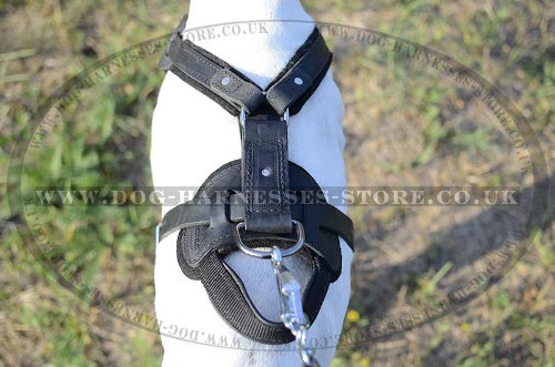 Best Harness for English Pointer UK