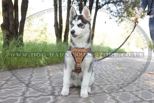 Best Harness for Husky Puppy