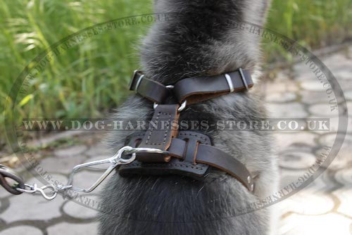 Best Harness for Husky Puppy