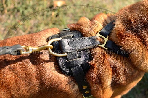 Best Harness for Shar-Pei