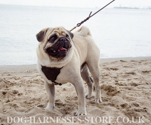 Best Pug Dog Harness UK