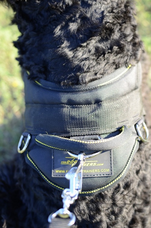 Black Russian Terrier Harness