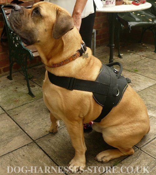Boerboel Dog Harness UK