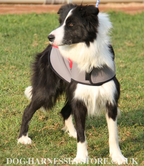 Border Collie Clothes UK