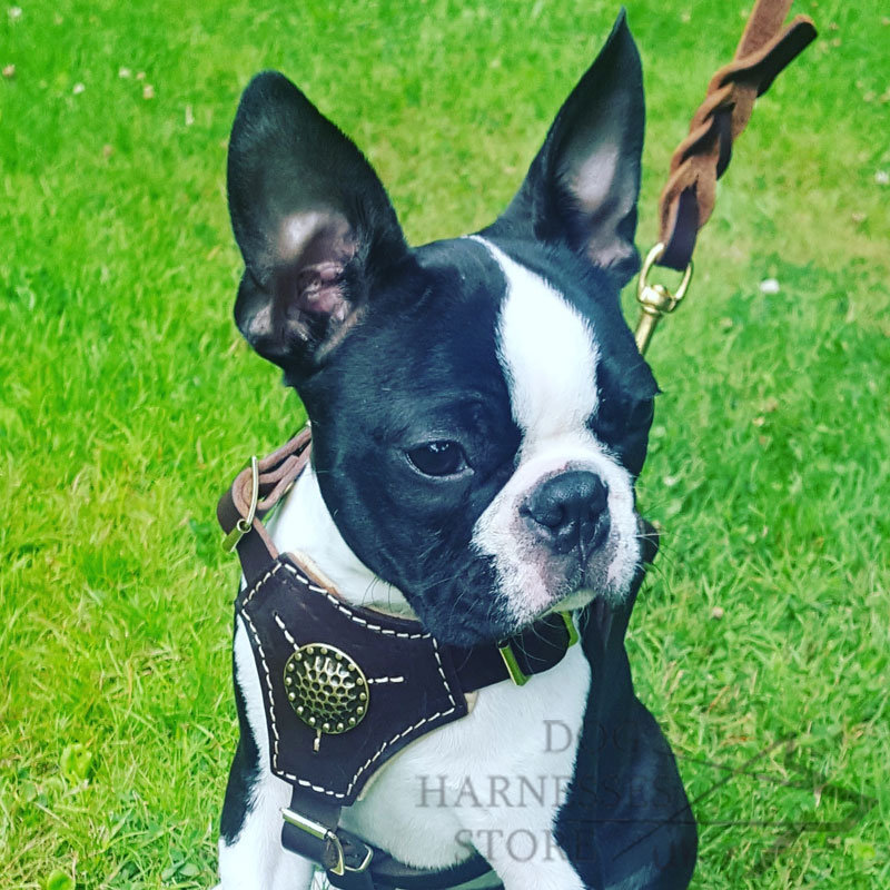 Royal Dog Harness for Boston Terrier