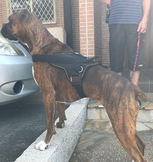 Boxer Dog Walking Harness