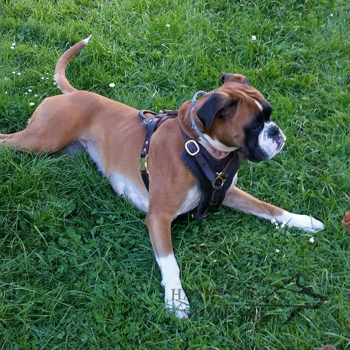 Boxer Harness Padded Dog Harness £82.00