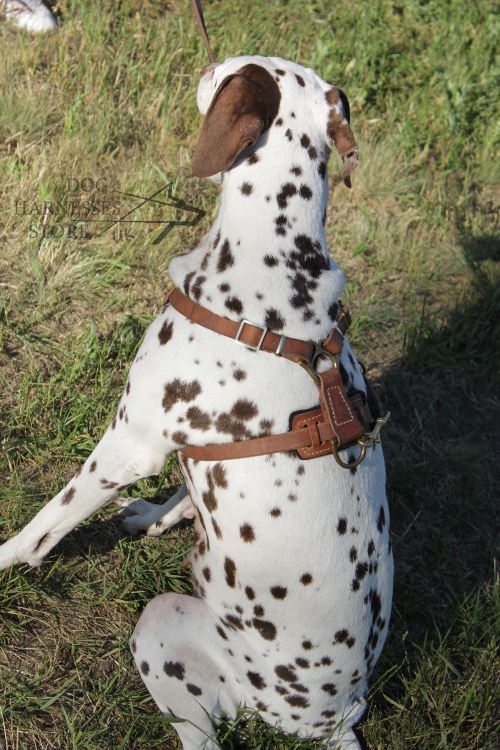 Dalmatian Harness