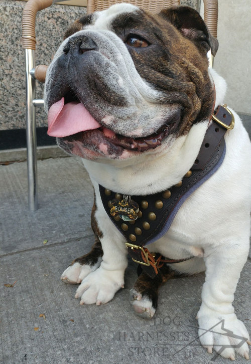 British Bulldog Harness for Sale UK