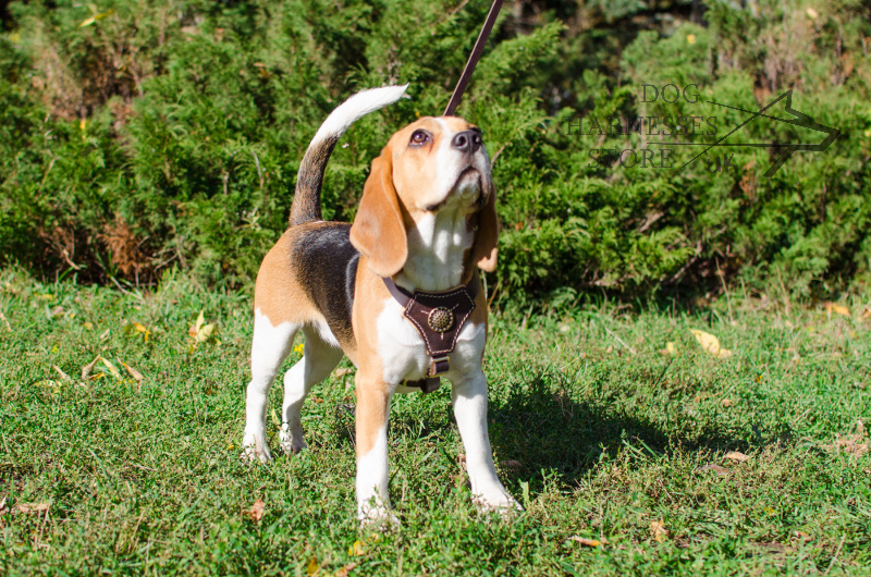 Royal Dog Harness for Small Dogs and Puppies