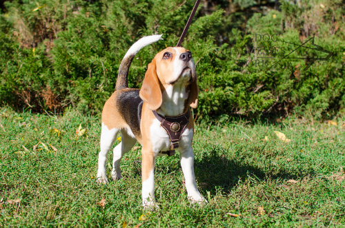 Small Dog Harness UK