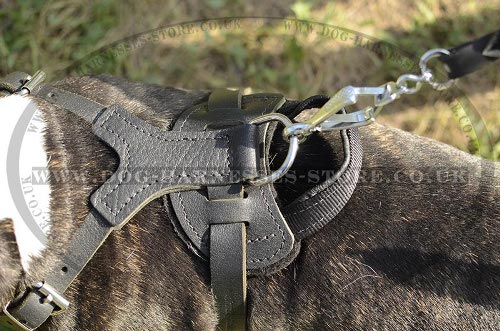 English Bull Terrier Harness UK