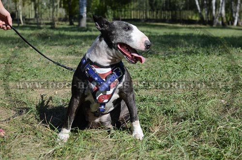 English Bull Terrier Harness