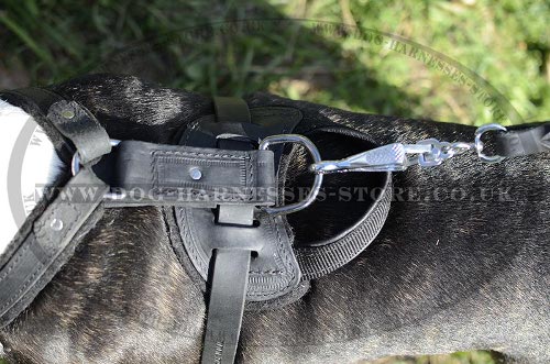 Bull Terrier Harnesses