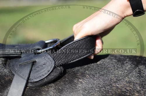 Harness for Bull Terrier